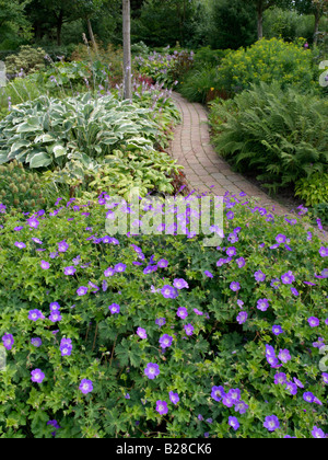 Géranium sanguin (Geranium wallichianum 'Rozanne') et de plantain (Hosta) Banque D'Images