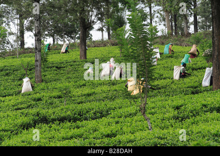 Woman picking plateau, Nuwara Eliya, Sri Lanka. Banque D'Images