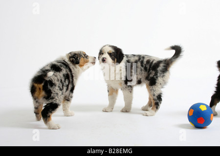 Chiots berger australien 7 semaines Banque D'Images