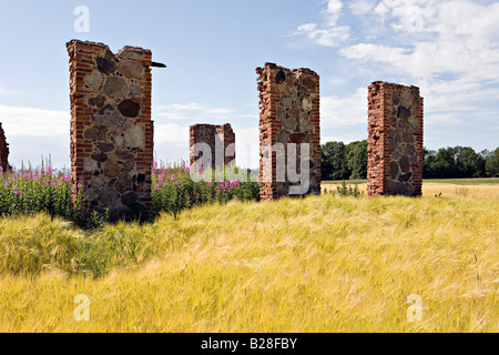 Ruines dans le Hordeum vulgare Orge céréale champ près de Turaida dans le Parc National de Gauja Banque D'Images