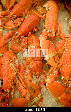 Les homards cuits sur la baie de Cardigan vente festival des fruits de mer Pays de Galles Aberaeron Banque D'Images