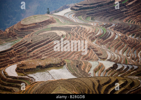 Les terrasses de riz long Ji inondées à Longsheng près de Guilin Chine Banque D'Images