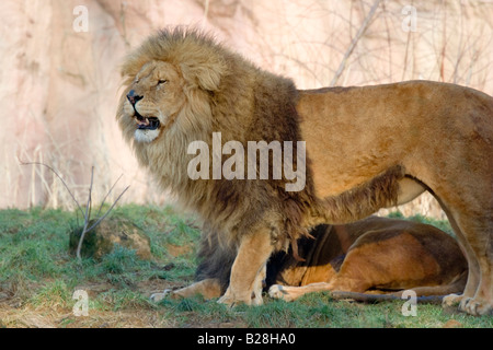 Deux lions - Panthera leo Banque D'Images