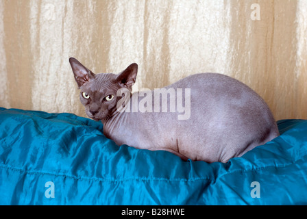 Arbre Chat Sphynx Chat Sans Poils Aussi Connu Sous Le Nom De Canadian Glabre Est Une Race De Chat Rare Connue Pour Son Manque D Un Manteau Photo Stock Alamy