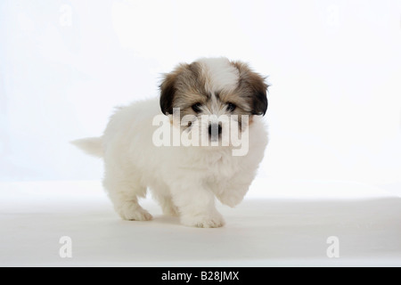 Coton de Tulear chiot 8 semaines Banque D'Images