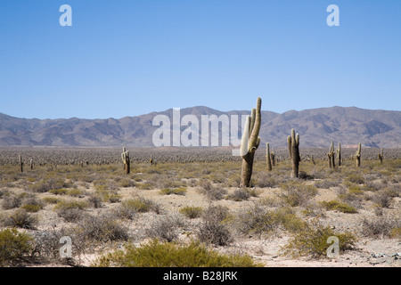 La Recta del Tin Tin, Parque Nacional de Los Cardones, Argentine Banque D'Images