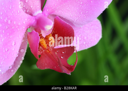 Orchidée rose sur un fond vert et d'aspect naturel. Banque D'Images