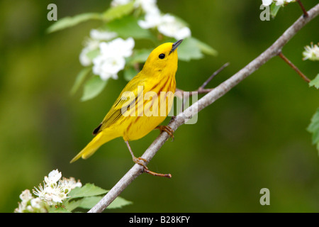 Paruline jaune dans la région de Hawthorn Tree Banque D'Images