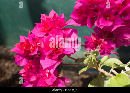 Bougainvilliers colorés Princess Mahara Banque D'Images