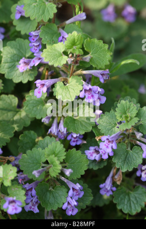 Lierre terrestre Glechoma hederacea plante en fleur Banque D'Images