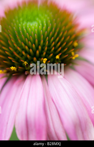Macro fleur Echinacea purpurea DOF peu profondes avec Banque D'Images