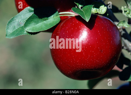 Close up de pomme mûre sur un arbre dans un verger dans la vallée de la rivière Hudson à New York Banque D'Images