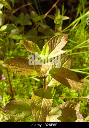 Menthe aquatique Mentha Aquatica Banque D'Images