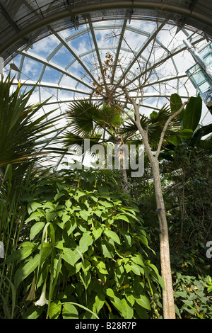 UK de Tyne et Wear Sunderland Mowbray Park Winter Gardens palmiers tropicaux, à l'intérieur de la serre de plus en plus Banque D'Images