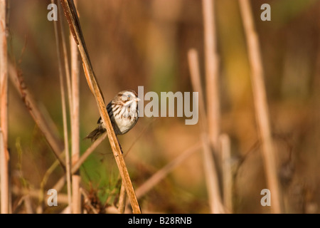Bruant chanteur (Melospiza melodia) perchés sur des roseaux Banque D'Images