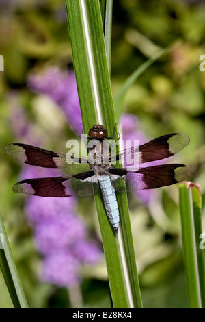 Cerf commun libellule, Plathemis lydia, sur Reed Banque D'Images