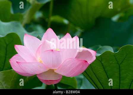 Grande fleur de lotus rose vert profond parmi les nénuphars en bassin Shinobazu au parc Ueno à Tokyo Banque D'Images