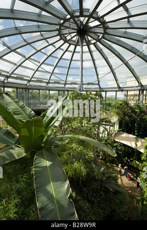 UK de Tyne et Wear Sunderland Mowbray Park Jardins d'hiver à l'intérieur de la serre à partir de la passerelle supérieure Banque D'Images