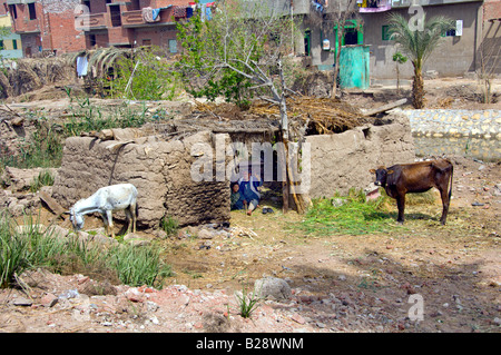 La campagne El Fayoum illustrant la vie rurale en Egypte Banque D'Images