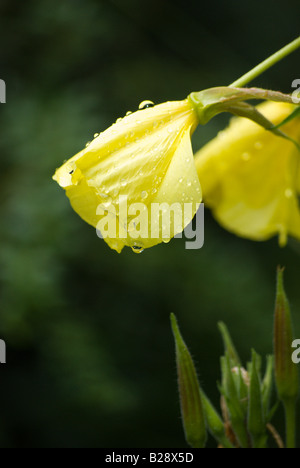 Fleurs sauvages jaune avec des gouttes de pluie. Oenothera biennis (Evening Primrose) Banque D'Images