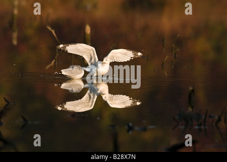 Ring bec cerclé (Larus delawarensis) debout dans l'eau peu profonde, les ailes, la réflexion Banque D'Images