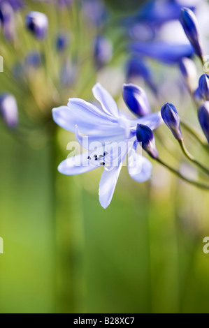 Agapanthus. Bleu de l'Afrique dans la lumière du matin lily Banque D'Images