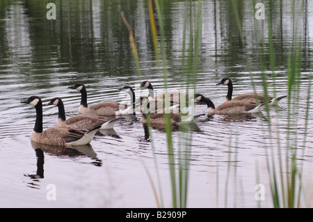 Les bernaches du Canada dans une symétrie parfaite dans un étang sur un terrain de golf, d'une réflexion claire sur l'eau calme. Banque D'Images