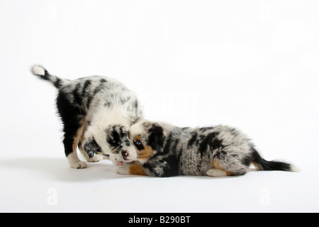 Chiots berger australien 7 semaines Banque D'Images