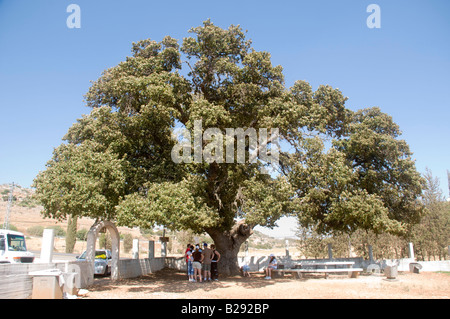 Israël basse Galilée la tombe de Rabbi Halafta Aba le Mont Thabor Arbre de chêne Quercus ithaburensis estimé à 600 ans Banque D'Images