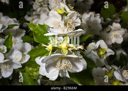 Spiraea cantoniensis couronne nuptiale Vanhouttei Banque D'Images