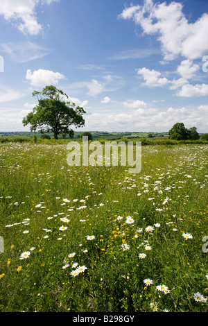 Wild Flower Meadow, Guilsborough, Northamptonshire, England, UK Banque D'Images