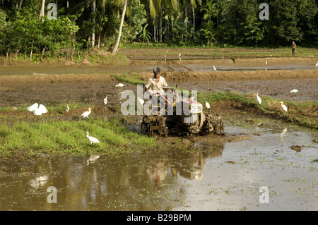Travaillant dans les rizières Sri Lanka Banque D'Images