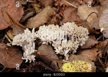 Corail champignon gris Clavulina cinerea woodland UK Banque D'Images