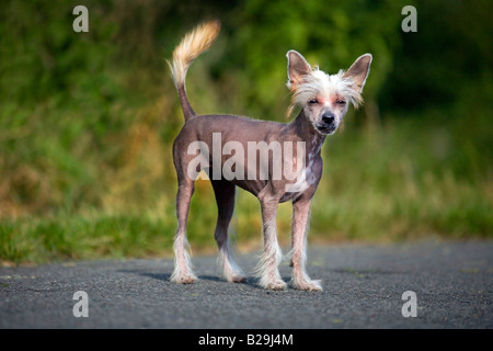 Chien Chinois à Crête Banque D'Images