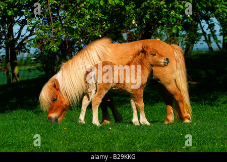 Mini poney Shetland Banque D'Images