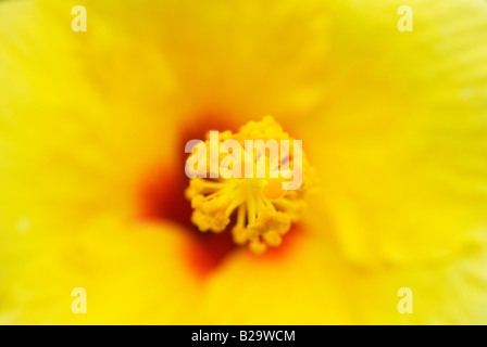 Un plan macro sur une Hawaiian Hibiscus Hibiscus brackenridgei jaune. Banque D'Images