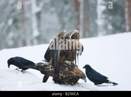 Aigle d’or Banque D'Images