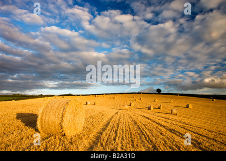 Round bottes de foin dans un champ près de Morchard Évêque Devon, Angleterre Banque D'Images