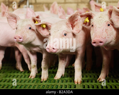 La souffrance des animaux, beaucoup de porcelets dans un petit cochon sty Sus scrofa domestica l'élevage porcin, HEINSBERG, Allemagne, Europe Tierleid Banque D'Images