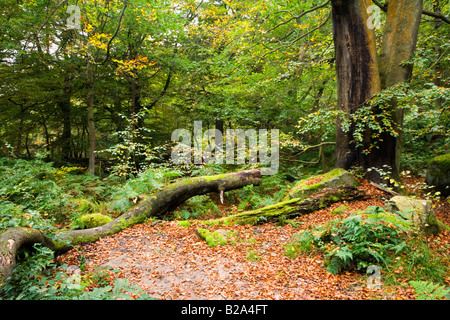 Falaise de fils en bois de l'automne à la gorge près de Grindleford Padley Banque D'Images