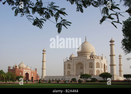 Vue sur le Taj Mahal encadrées de feuilles et branches avec ciel bleu Banque D'Images