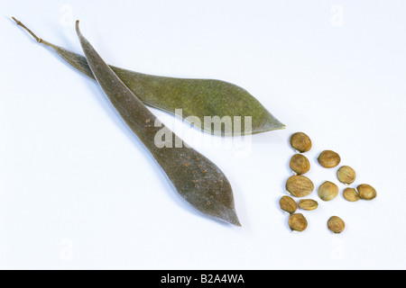 Glycine de Chine (Wisteria sinensis), les gousses et les graines, studio photo Banque D'Images