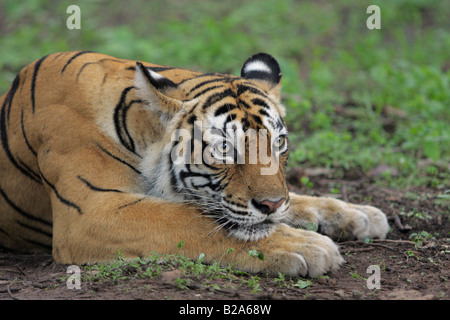 Close up of a Tiger machali à Ranthambore (Panthera tigris) Banque D'Images