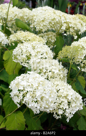 L'Hydrangea arborescens ANNABELLE AGM Banque D'Images