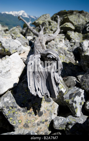 Arbre mort sur éboulis, dans les alpes françaises Banque D'Images