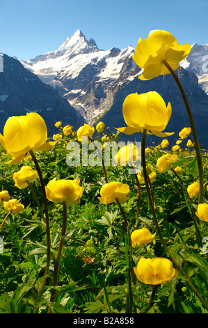 (Trollius Europaeus Globeflower Alpine Meadows ) à 6000ft (2500m) avec l'Eiger derrière. Premièrement, Grindelwald, alpes bernoises Banque D'Images