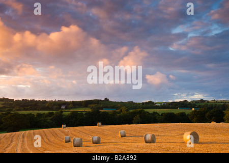 Round bottes de foin dans un champ près de Morchard Évêque Devon, Angleterre Banque D'Images