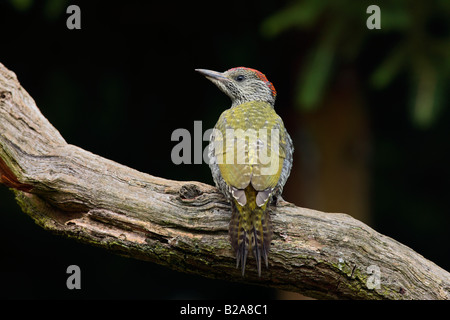 Pic Vert Picus viridis juvénile à Alert Banque D'Images