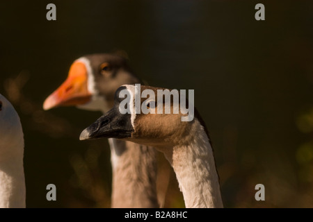 L'oie domestique (Anser domesticus) Banque D'Images