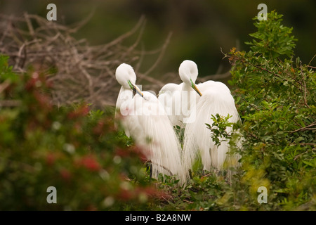 Grande Aigrette (Ardea alba) affichage plumes Banque D'Images